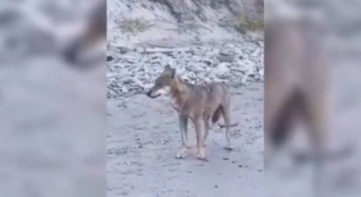 Video/ Shfaqet ujku në bregdetin e Otrantos, pamjet