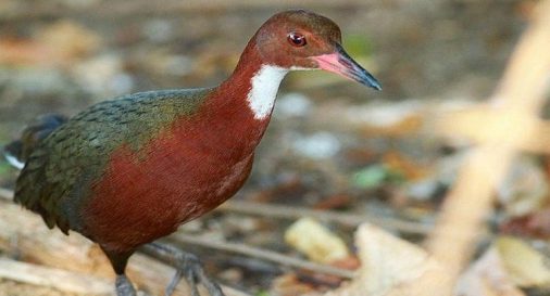Mendohej se u zhduk 100 mijë vite më parë, rishfaqja e ‘Aldabra-s’ trondit shkencëtarët