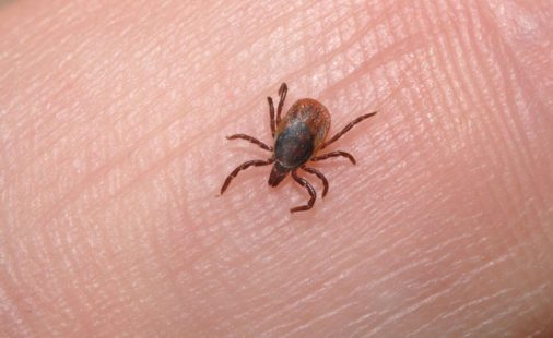 Vdes një person në Malishevë nga ethet hemorragjike