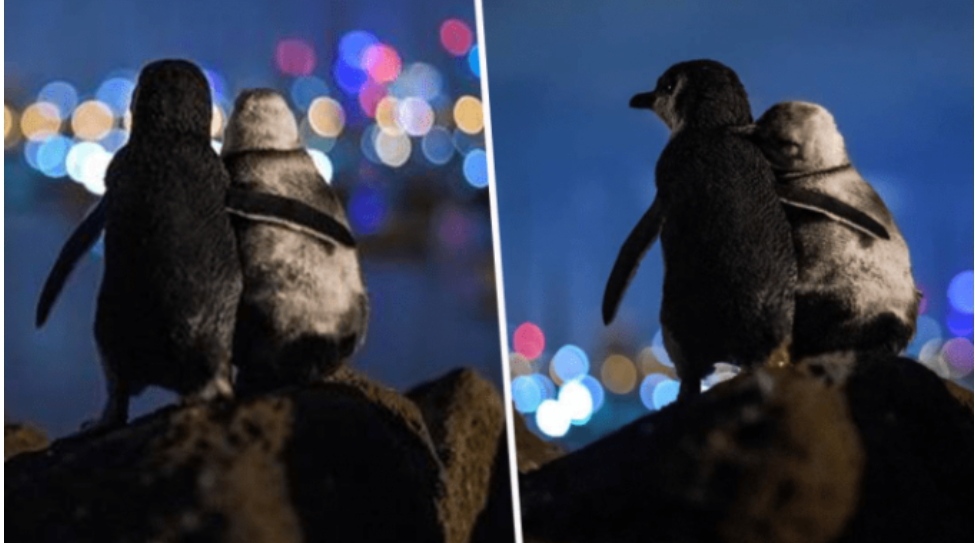Mesazhi pr.ekës do t’ju lërë pa f.jalë, “ngush.ëllimi i pinguinëve” shpallet fotoja më e bukur e 2020-ës