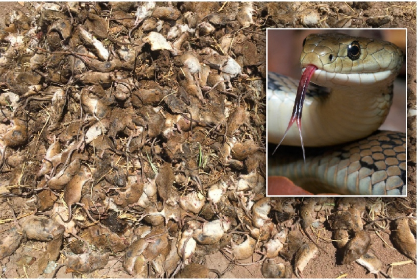 Furia e ‘minjve kanibalë’ fajësohet për zjarre e epidemi në lindje të Australisë (fotot)
