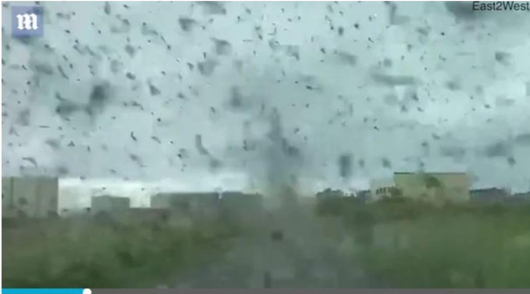 Është cilësuar si insekti më vdekjeprurës në botë për shkak të sëmundjeve që përhap.