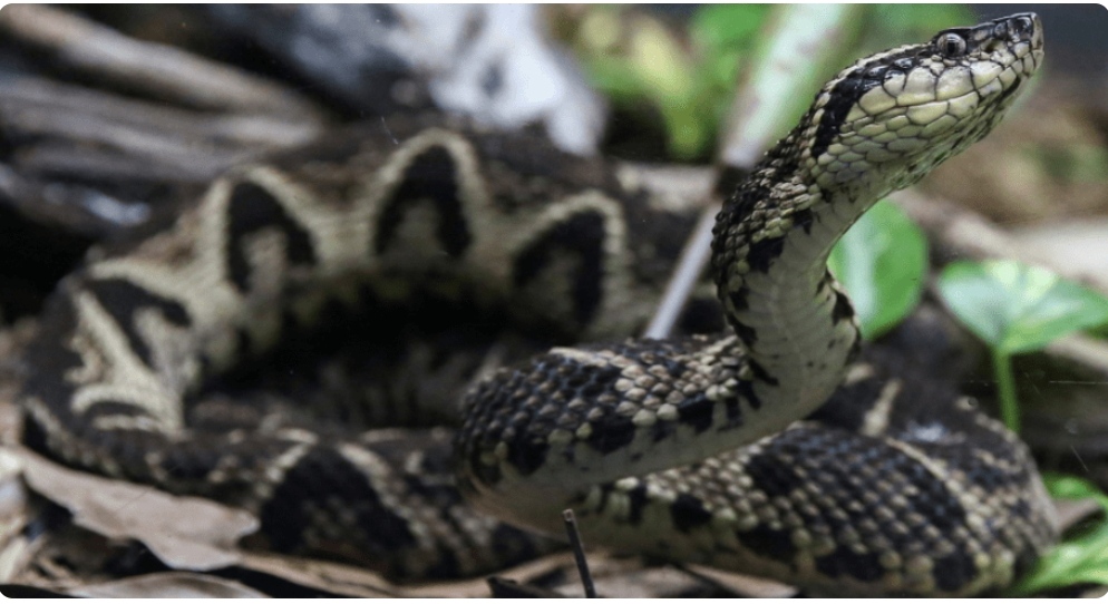 Molekula e helmit të gjarprit pengon përhapjen e COVID-19