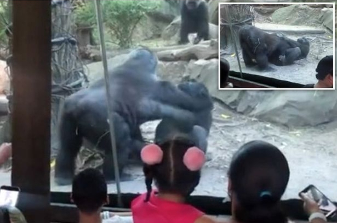 Gorillat shokojnë vizitorët e fëmijët me veprimet seksuale në kopshtin zoologjik (fotot)