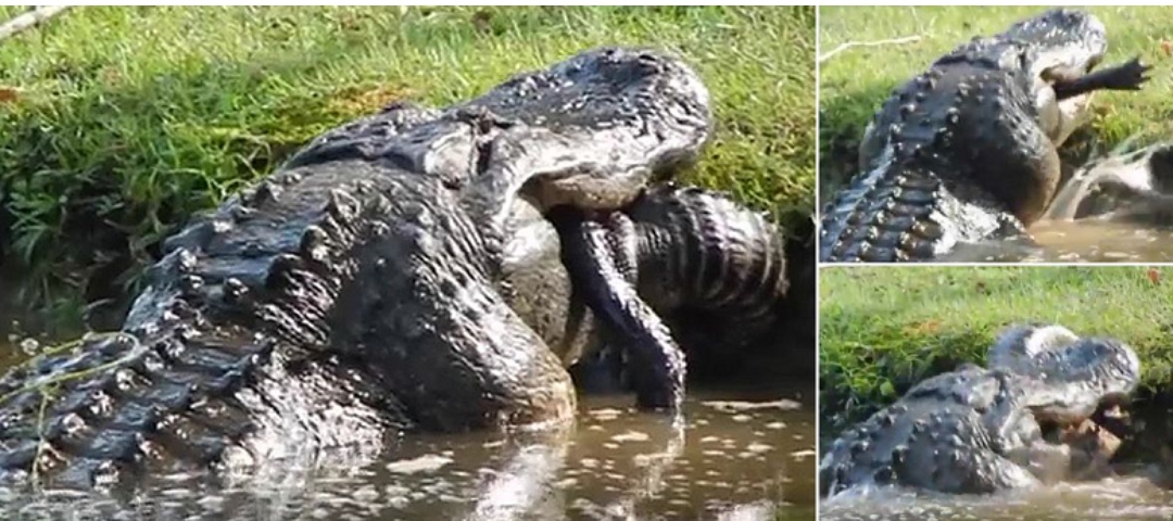 Pamje shokuese të aligatorit gjigant kanibal që gëlltit një tjetër nga lloji i vet 1.7 metra të gjatë (video)