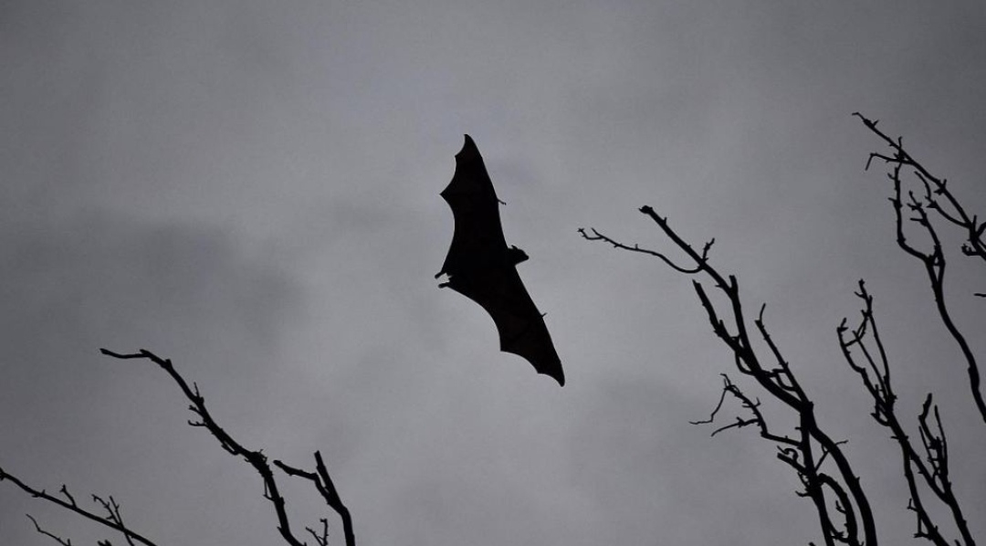 Virusi Nipah, një kërcënim tjetër pandemik. Shkencëtari: Mund të vrasë një në dy veta