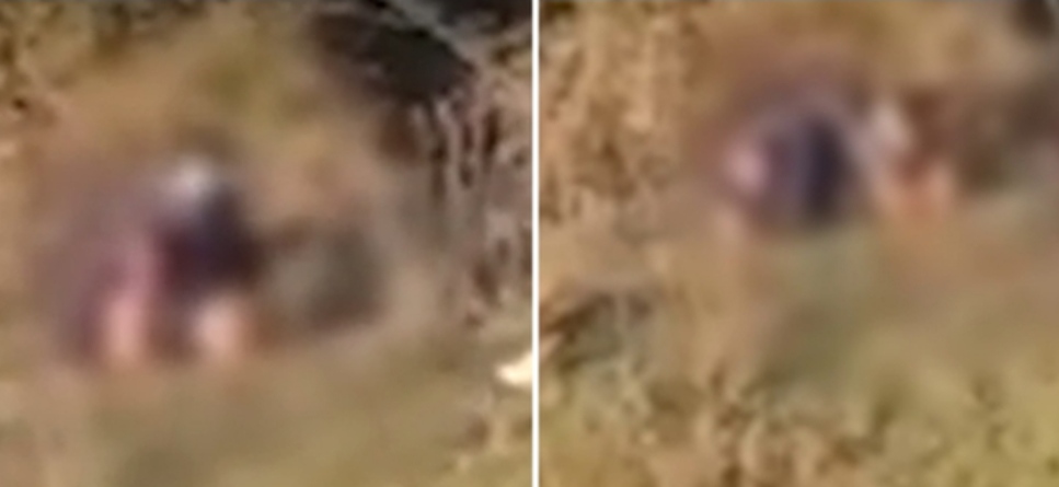 Pamje +18/ SKANDAL në Vaqarr, burri kryen marrëdhënie seksuale me qenin (VIDEO)