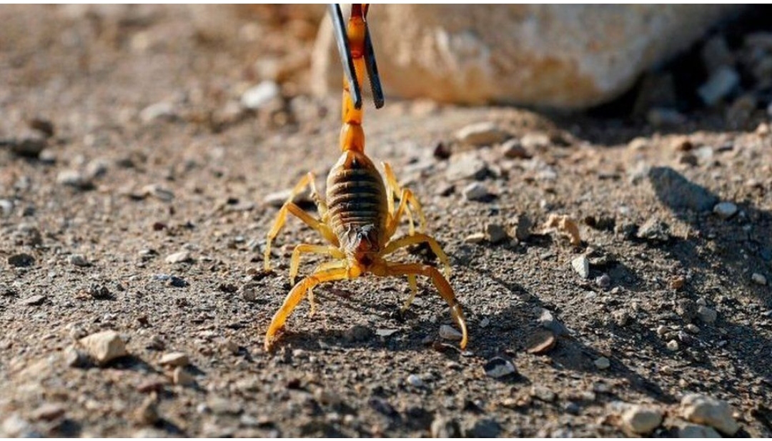 Tre të vdekur nga pickimet e akrepëve që mbushën qytetin pas përmbytjeve (fotot)