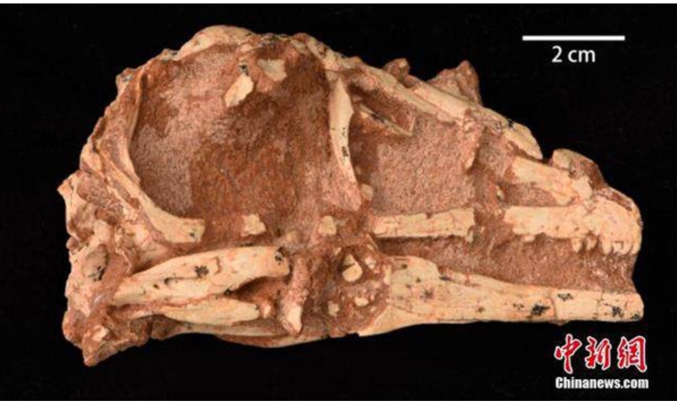 Shkecetaret kineze zbulojne nje lloj dinosauri te ri ne mongolin e brendshme