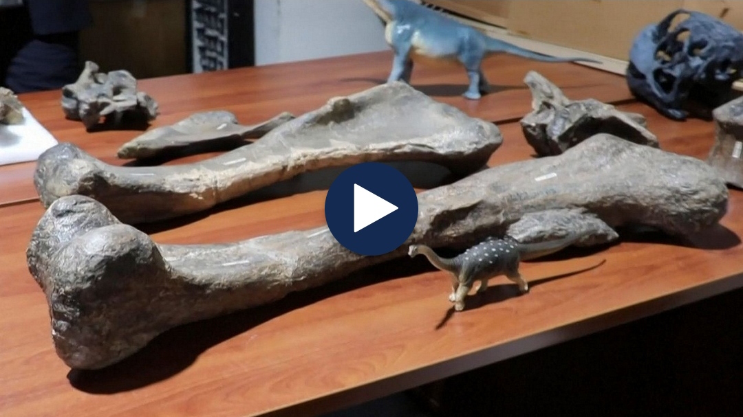 Habisin shkencëtarët: Dinosaurët i shpëtuan një pandemie gripi miliona vjet më parë!