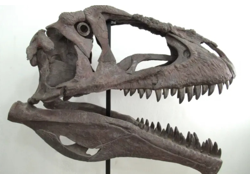 Jetoi 100 mln vjet më parë, zbulohet fosili i dinozaurit ‘tank’ në Argjentinë