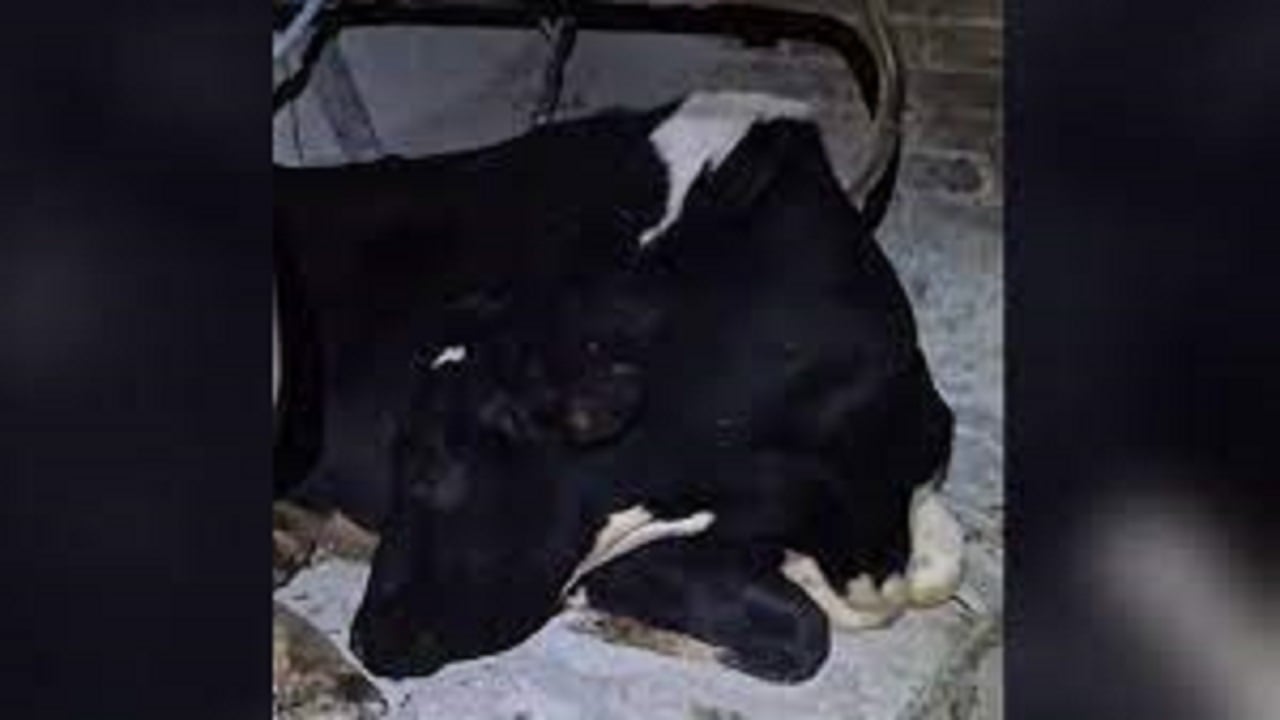 Video virale/ Lopa bën sikur fle, njerëzit e pëlqejnë pasi u duket si ata
