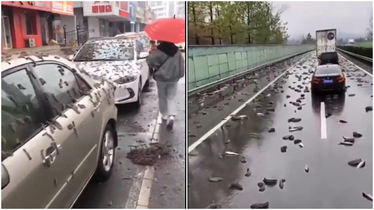 In China it rains worms, in Australia it rains fish, a sign of the Apocalypse or a natural event?
