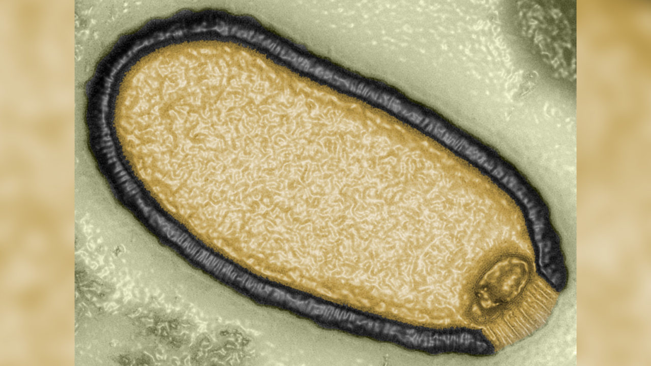 Scientists revive the “zombie” virus, it was “dead” for 48 thousand years. French professor: The risk of a pandemic exists
