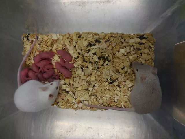 Çfarë është duke bërë Biologjia? Të lindësh nga dy baballarë, por pa nënë!