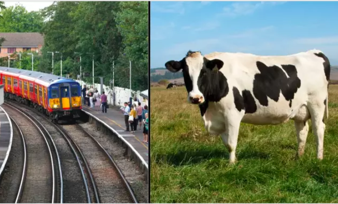 Burri vritet nga lopa ‘fluturuese’ që u godit nga treni dhe ra 30m larg mbi të ndjerin (fotot)