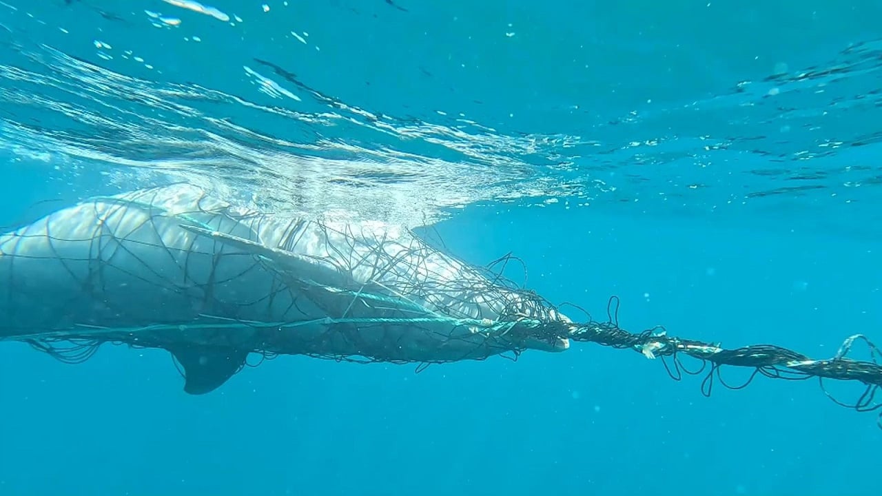 Thirrje për të hequr rrjetat e peshkaqenëve nga plazhet e Australisë, shumë specie të rrezikuara