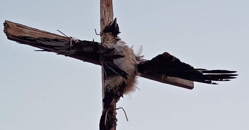 FOTO LAJM/ Korba të kryqëzuar! Frikë në ishull, çfarë fshihet pas pamjeve horror?