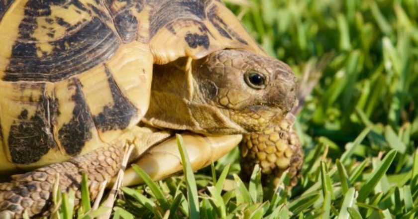 Një trafik i ri Shqipëri-Itali po lulëzon në heshtje! Breshkat e tokës shiten nga 60-2000 euro në tregun e zi