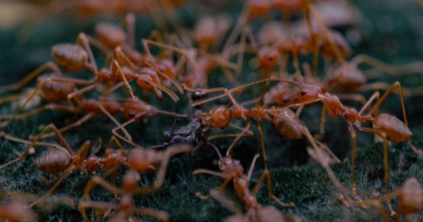 Një specie e milingonave pushtuese jo-vendase është krijuar në Itali dhe mund të përhapet me shpejtësi përmes Evropës për shkak të ngrohjes globale, paralajmëron një studim.