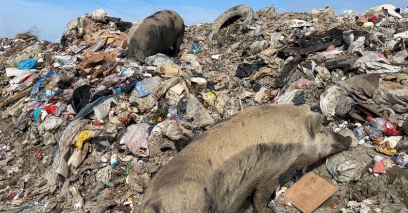 Buka nxirret nga mbeturinat! Në Vlorë, punëtorët e landfillit që po helmon qytetin