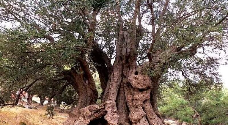ANCIENT OLIVE TREE ON THE MOUNT DAJTI 🇦🇱