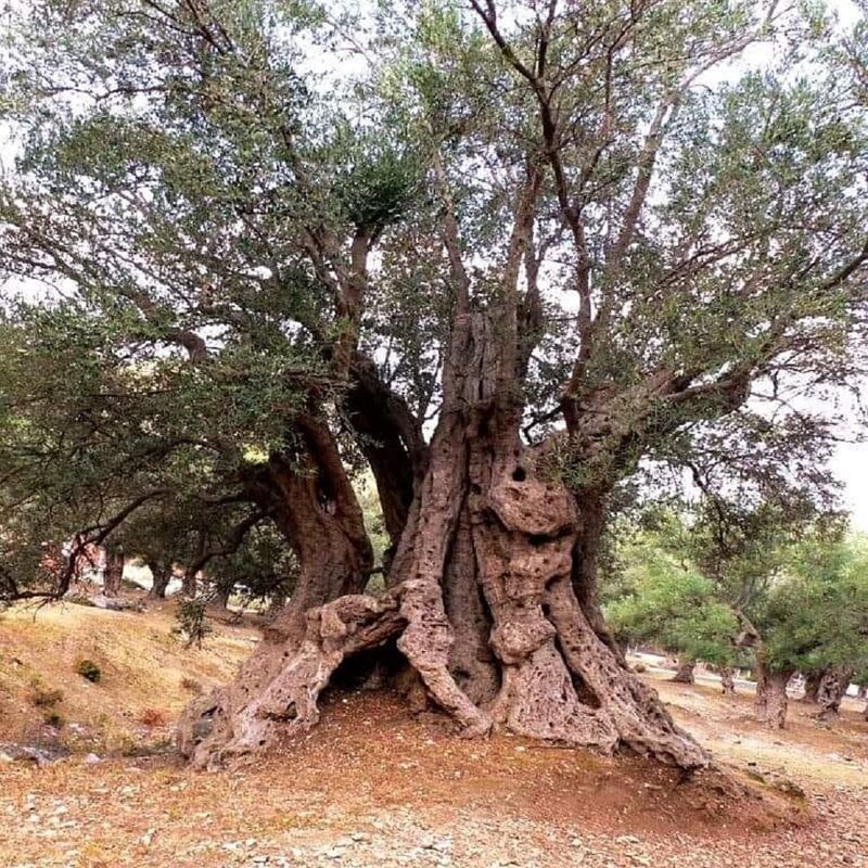 ANCIENT OLIVE TREE ON THE MOUNT DAJTI 🇦🇱