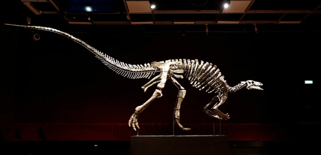 Skeleti i rrallë i dinozaurit, i njohur si “Barry”, del në shitje në ankand në Paris