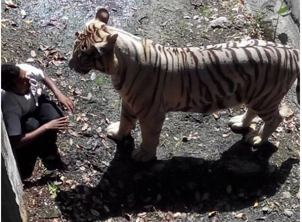 Momentet e fundit të të riut që u vra nga tigri 200 kg, pasi hyri në zonën e predatorit në kopshtin zoologjik (video)