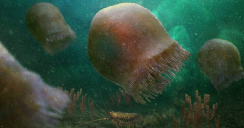 Shumë më i hershëm se dinosaurët, zbulohet kandili i detit 505 milionë vjeçar