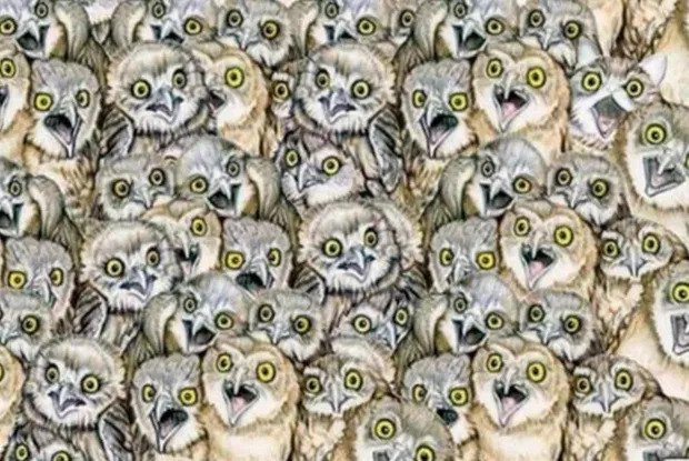 Të gjithë mund të shikojnë bufët, por më inteligjentët kuptojnë se një prej tyre nuk është një shpend (fotot)