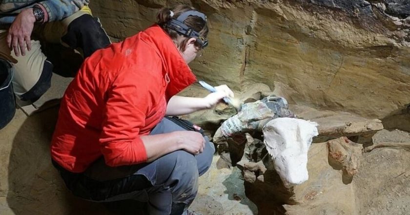 Austri/ Të paktën 300 kocka vigan janë gjetur në bodrumin e shtëpisë-Çkemi News