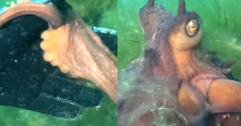 VIDEO/ Oktapodi kap dorën e zhytëses dhe e çon te një thesar i fshehur, pamjet e pabesueshme-Çkemi News