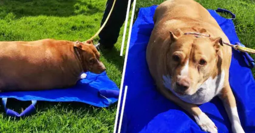 E pazakontë! Ushqeu qenin derisa e bëri obez, dënohet me burg gruaja/ I jepte 10 copa pule në ditë dhe ngordhi nga-Çkemi News