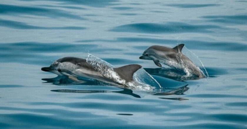 FOTO – Llojet e kafshëve të reja që janë zbuluar vitin e fundit-Çkemi News