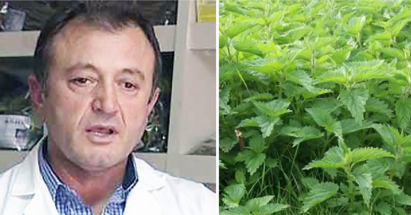Mbretëresha e bimëve’, specialisti: “Mos iu ndani hithrës, ja çfarë mund të përfitoni prej saj”-Çkemi News
