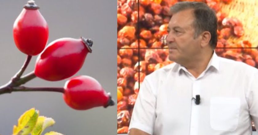 Trëndafili i egër është një bimë, që rritet në shkurre dhe vlerat e tij në kurimin e sëmundjeve janë të pallogaritshme.-Çkemi News