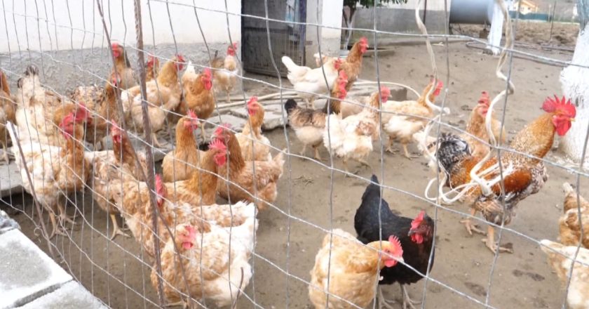 Gripi i pulave, Izolohet ferma e prekur në Mëzez! Rrezikon të prekë edhe njerëzit-Çkemi News