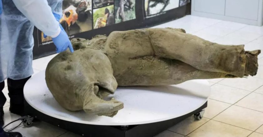 FOTO/ E pabesueshme në Rusi, zbulohet kufoma e një foshnje mamuthi 50 mijë vjeçare-Çkemi News