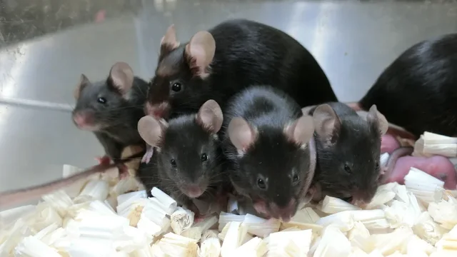 A mund të jetë sperma e miut që rrotullohet rreth Tokës, e ardhmja e njerëzimit?-Çkemi News