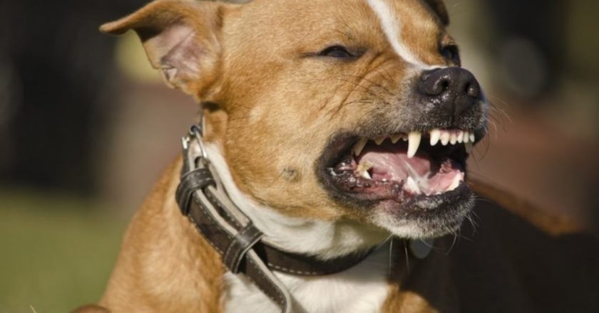 Tragjike! Foshnja sulmohet për vdekje nga qeni, deklarata kontradiktore e babait: Isha duke fjetur gjumë, por…-Çkemi News