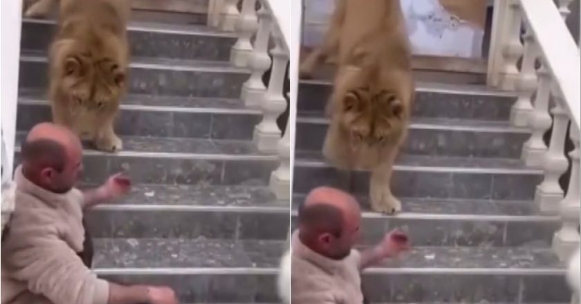 Luani si kafshë shtëpiake në Zharrëz të Fieri, policia do ta largojë nga banesa-Çkemi News