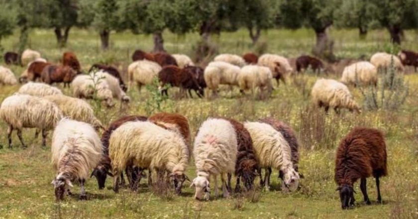Konfirmohet rasti i parë i murtajës tek kafshët në Shqipëri, preket ferma e dhive në Shkodër-Çkemi News